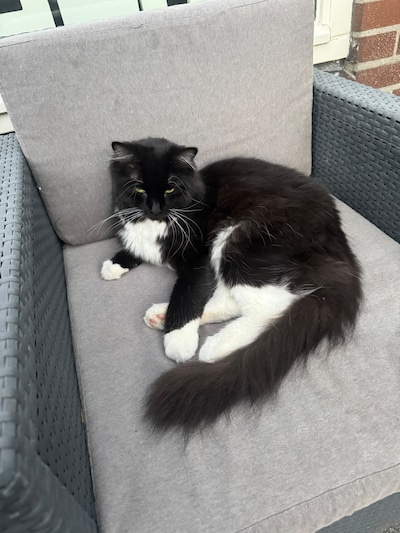 Heb jij Teuntje of Nala gezien? Deze twee huisdieren worden in Duiven vermist