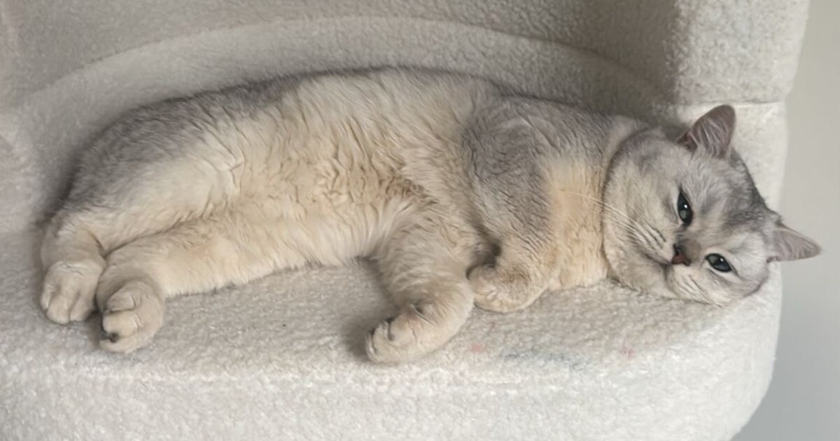 Heb jij Bulut gezien? Dit huisdier wordt in Westervoort vermist