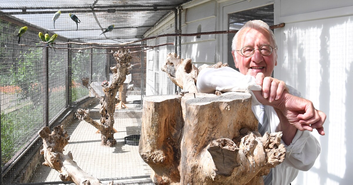 Toon (80) verzorgt al 36 jaar elke dag de vogels: ‘Ik ga nooit op vakantie’