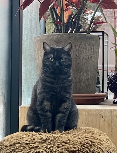 Heb jij Cacio, Lilly of Coco gezien? Deze 10 huisdieren worden in Buren vermist
