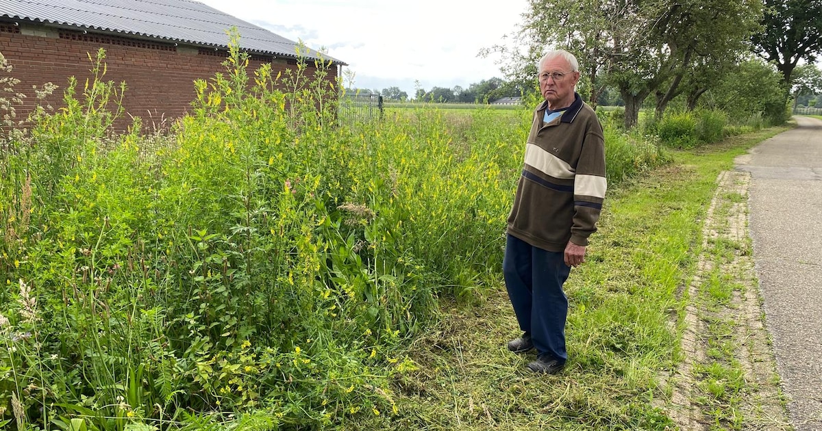 Bloemenparadijs verwoest door maaifout: 84-jarige imker Gerrit in rouw ...
