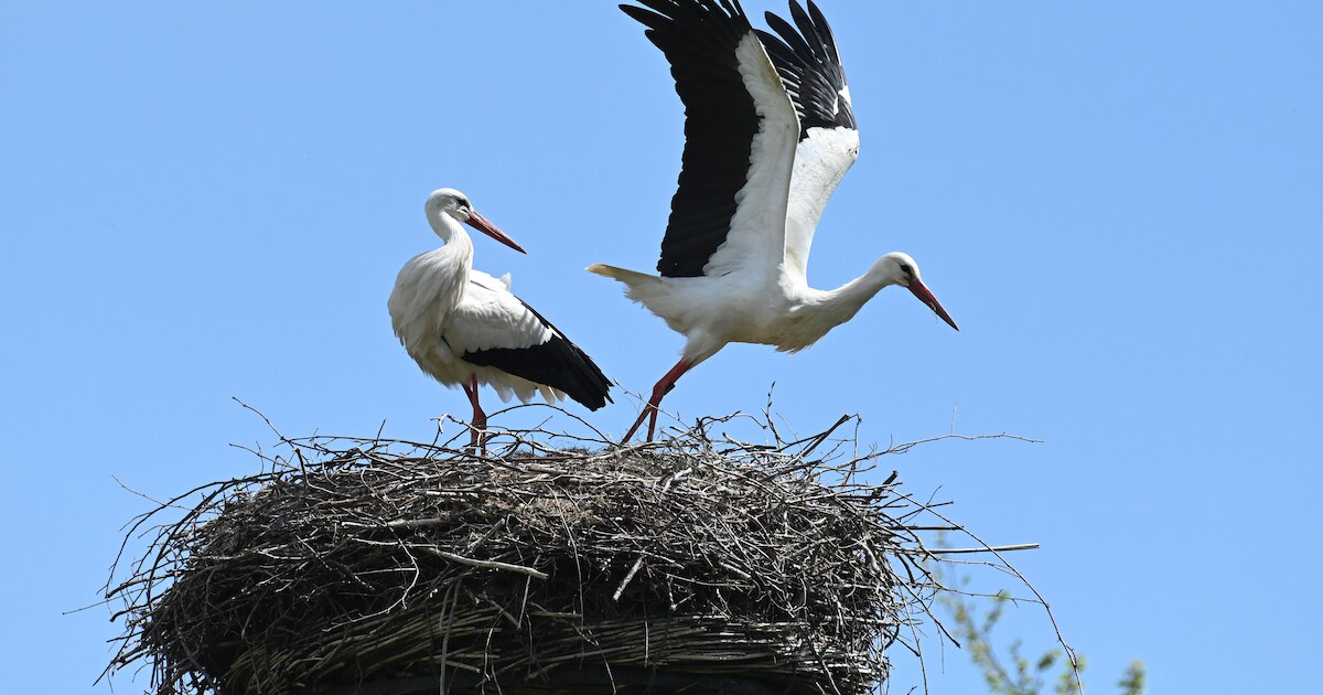 Geen woningnood voor de ooievaars: 'We moeten uitkijken dat er niet te veel nesten komen’