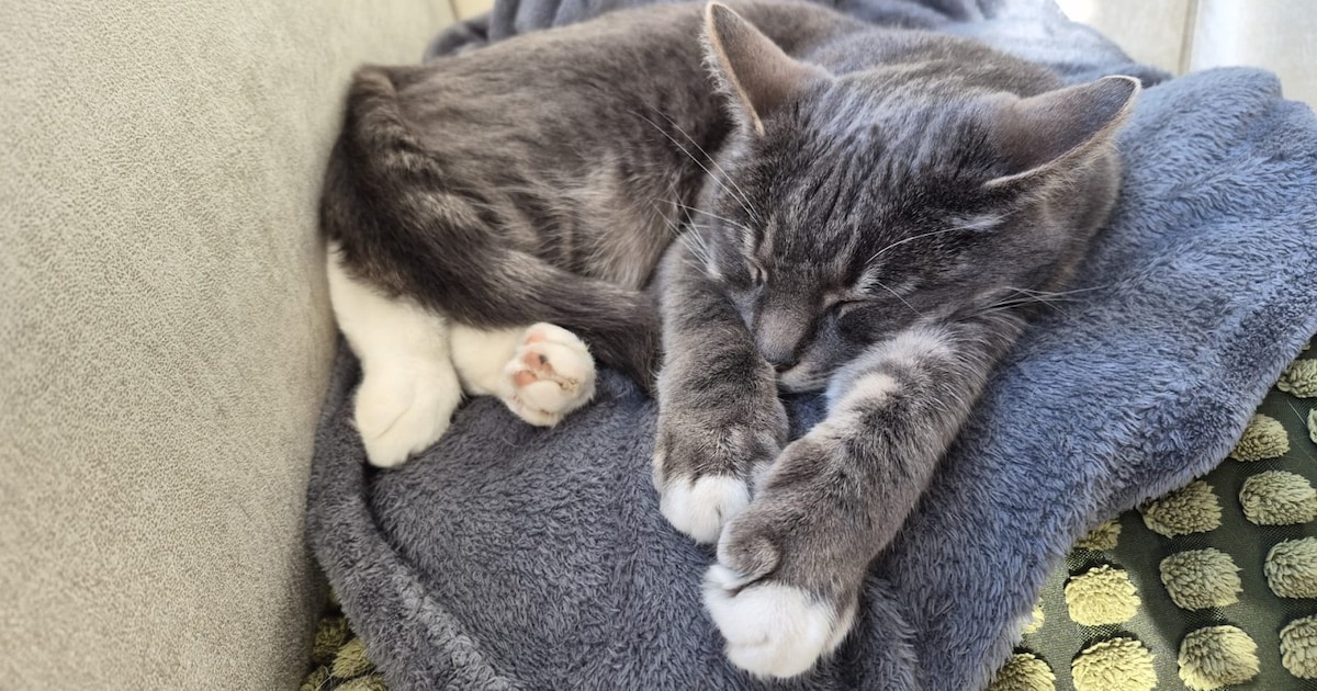 Heb jij Boes of Sisa gezien? Deze twee huisdieren worden in Zevenaar vermist