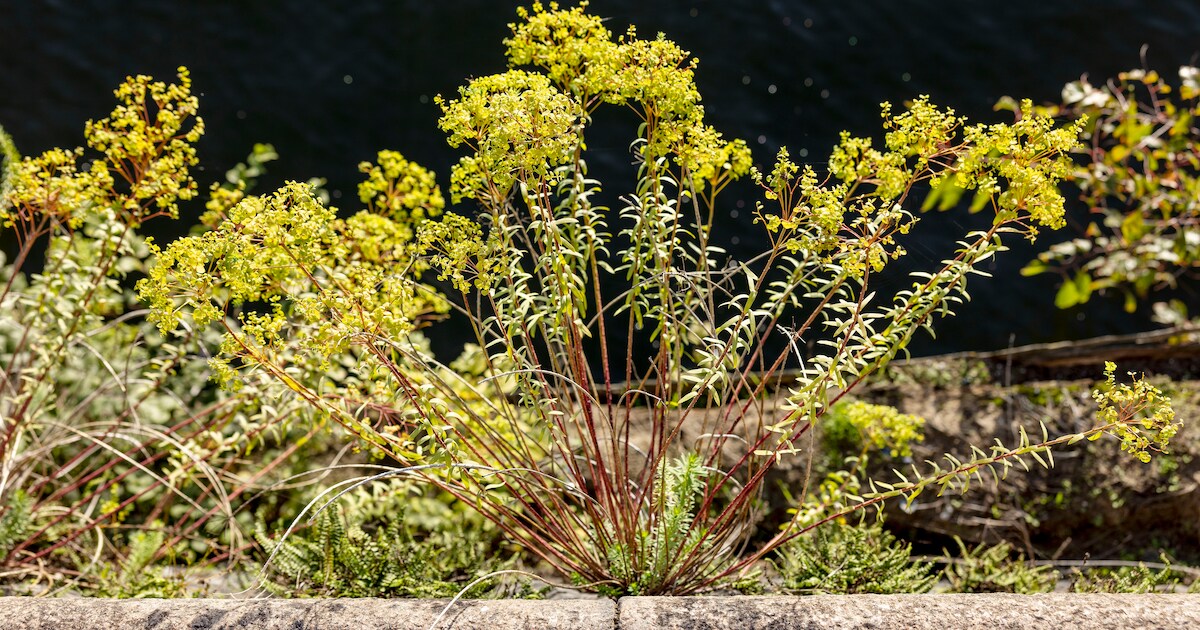 Ooit stond Nederland vol met deze plant, nu zijn er nog zo weinig dat ...
