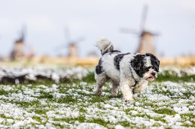 Dit weekend staat Nederland nog meer sneeuw te wachten en daar blijft het niet bij