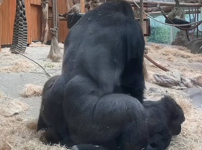 Voelen dieren geen schaamte? ‘Die parende gorilla’s zijn niet raar, wij mensen zijn raar’