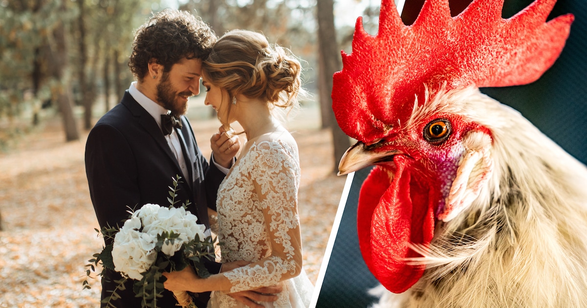 Als huwelijksgrap een huis vol kippen, geiten en zelfs hangbuikzwijnen: Grappig of kan dit niet? Wat