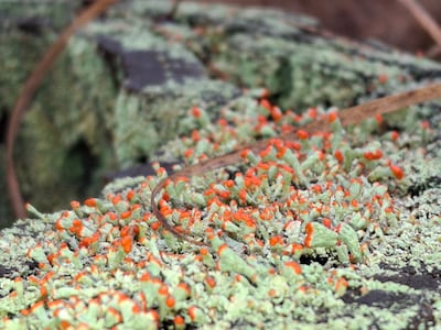 Natuurlijke robuustheid in een kleurloos landschap