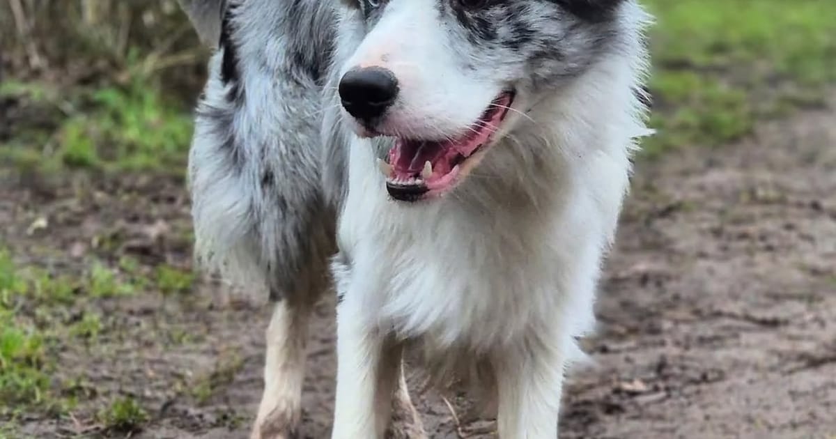 Hond Blue (1) verdwijnt na omgeslagen boot bij Drimmelen, vrijwilligers blijven zoeken: ‘We geven ni