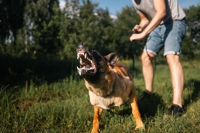 Man bedreigt agenten met agressieve hond en stuk glas: geen straf, hij krijgt zelfs geld toe