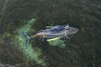 Bultrug Timmy krijgt laatste kans op redding: ondernemers betalen spectaculaire actie met luchtkussens