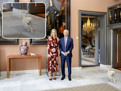 Toypoedel Mambo onderbreekt fotoshoot van Máxima: vorstelijke viervoeter rent door zaal