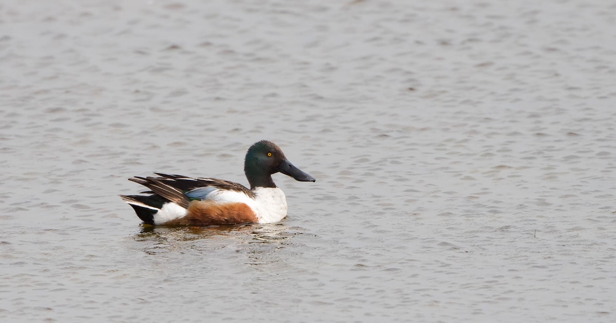Winter- en watervogels spotten langs de waterplassen van Slijk-Ewijk