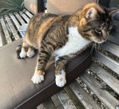 Heb jij Mick, Uk of Kia gezien? Deze drie huisdieren worden in Winterswijk vermist