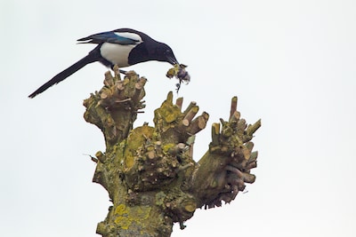 Het lijkt erop dat Arnhemmers het onder elkaar zo hebben afgesproken