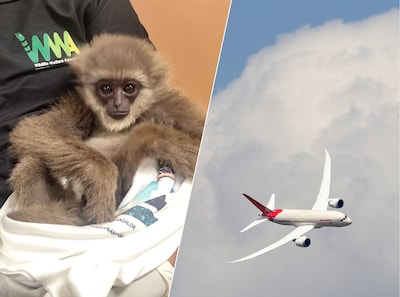 Luchtvaartdouane in Mumbai arresteert smokkelaar met twee apen in bagage