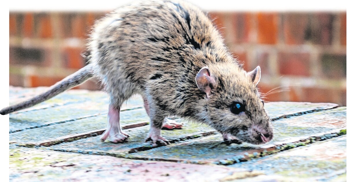 Ratten gedijen op voer van Arnhemmers, maar een plaag? Daarvan is geen ...