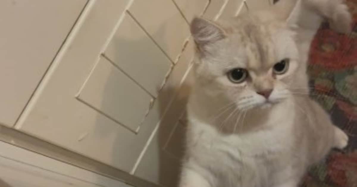 Heb jij Shila gezien? Dit huisdier wordt in Doesburg vermist