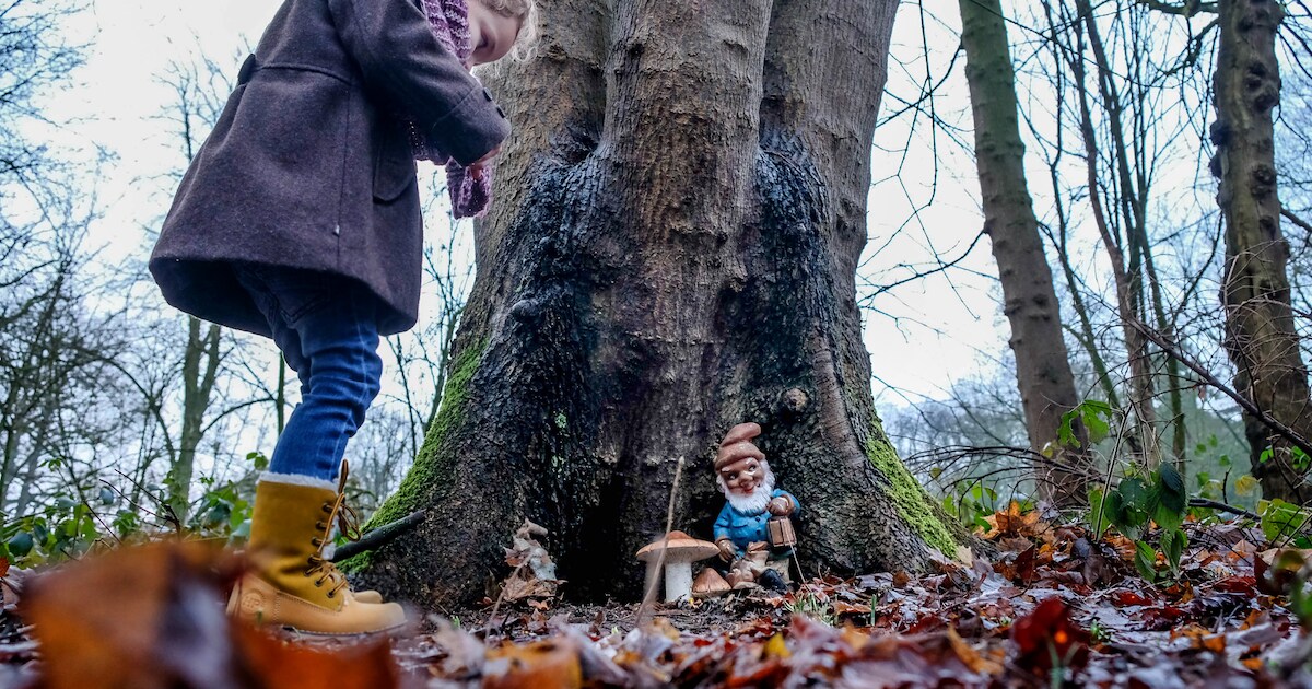 Ravage in Horssens kabouterbos: ‘Dat er af en toe eentje verdwijnt, is niet erg. Maar dit is naar’