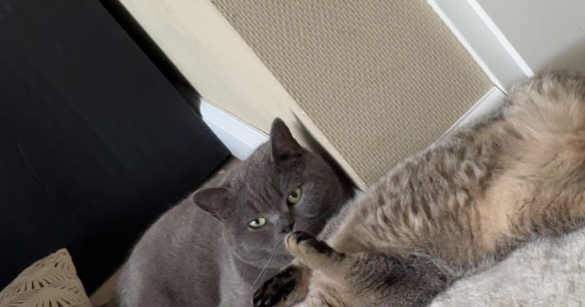Heb jij Simba gezien? Dit huisdier wordt in Montferland vermist