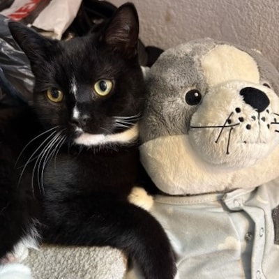 Heb jij Bobbie of Pedro gezien? Deze twee huisdieren worden in Oude IJsselstreek vermist
