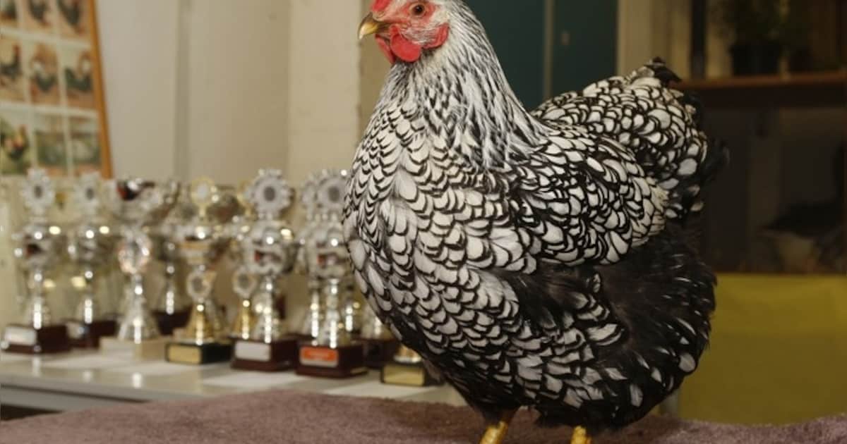 Met je kleindier naar keuring in Ulto-gebouw Winssen