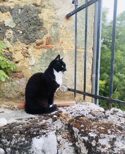 Heb jij Mini of MoMo gezien? Deze twee huisdieren worden in Buren vermist