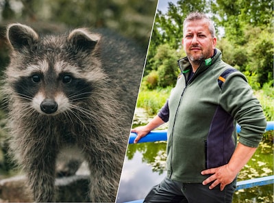 Wasbeer scharrelt rond in magazijn van Albert Heijn: ‘Leuk beestje, maar hij kan hele dierenkolonies uitroeien’