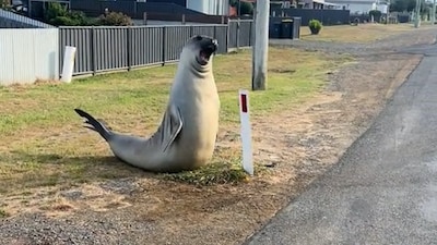 Reusachtige zeeolifant Neil duikt weer op in Tasmanië: zorgen nemen toe nu hij bijna volwassen is
