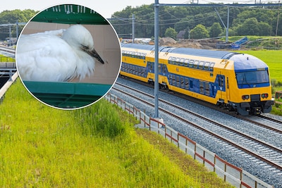 Machinist Rutger zet trein stil om gewonde ooievaar te helpen: ‘Dier was erg verzwakt’
