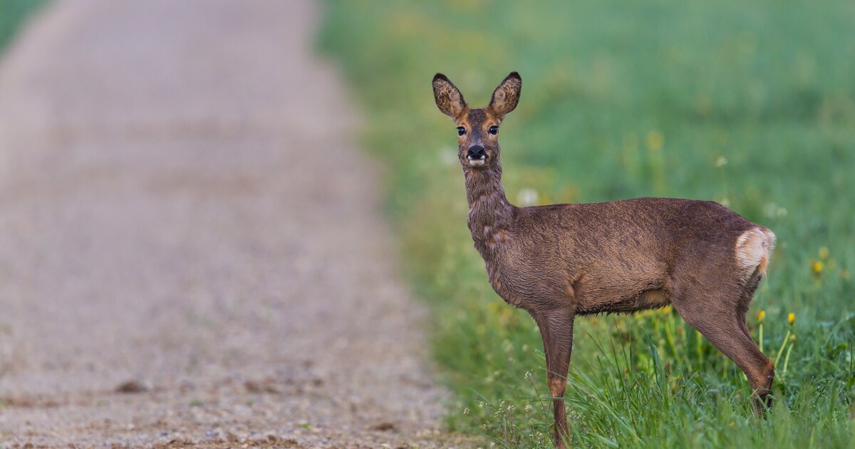 Jonge ree zat klem in Tiel, maar herstelt nu onder warmtelamp | Tiel ...
