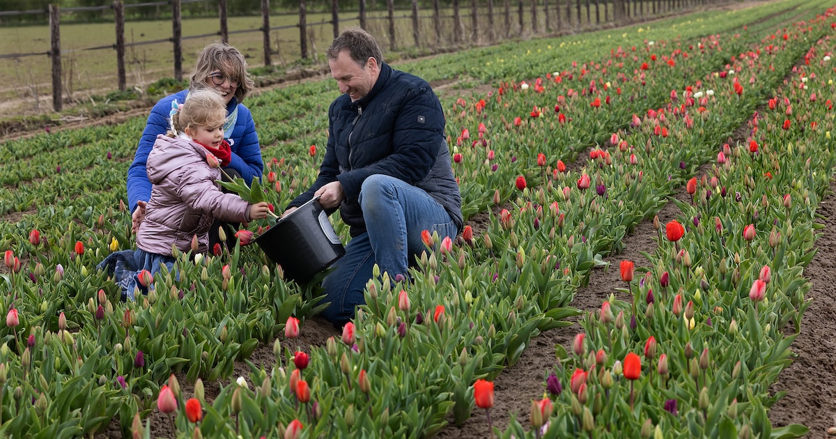 In de pluktuin van Rob en Janneke vind je tulpen in 35 kleuren: ‘De bloem van de liefde’
