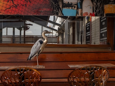 Meeuwen en muizen weg: viszaken in Scheveningen zweren bij hun nieuwe ‘bewaker’ - de reiger