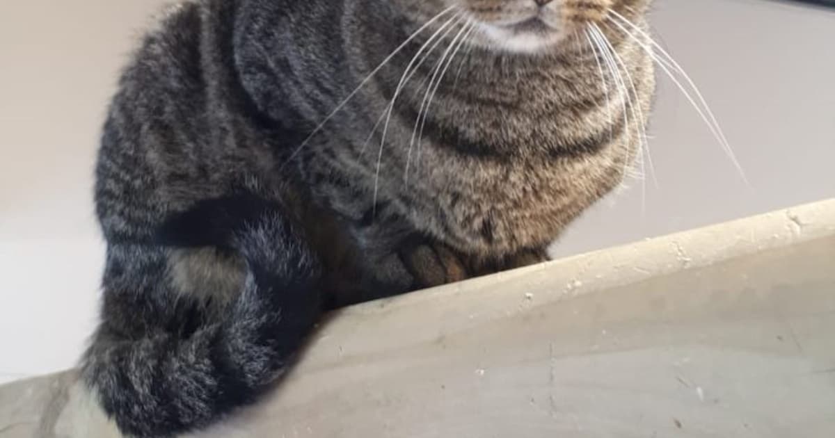 Heb jij Poetje gezien? Dit huisdier wordt in Montferland vermist