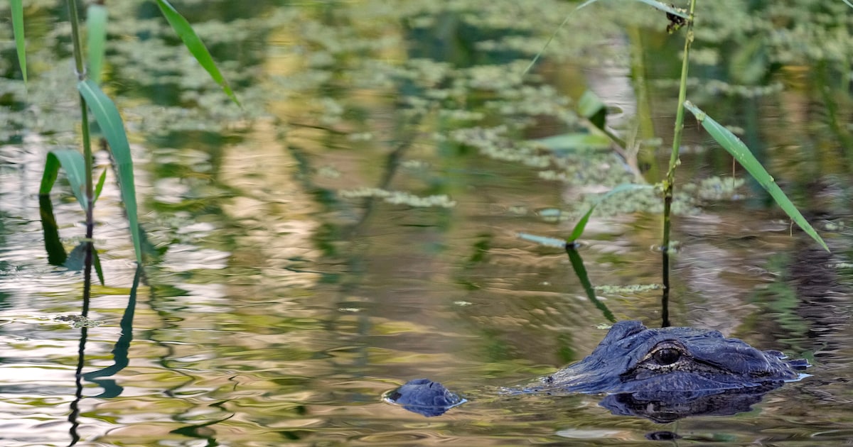 Visser (71) gedood door alligator van 3,5 meter lang bij meer in ...