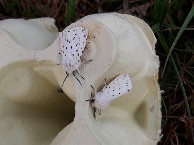 Het nachtleven van het Binnenveld: van vierbandspanner tot groot avondrood