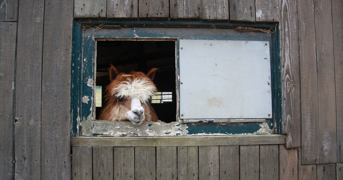 Legaliseren Bert's Animal Verhuur moet hoofdpijndossier sluiten