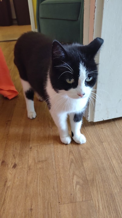 Heb jij Norah, Nox of Diva gezien? Deze vijf huisdieren worden in Ede vermist