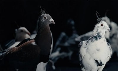 Russisch bedrijf claimt duiven als ‘bio-drones’ in te zetten, experts sceptisch