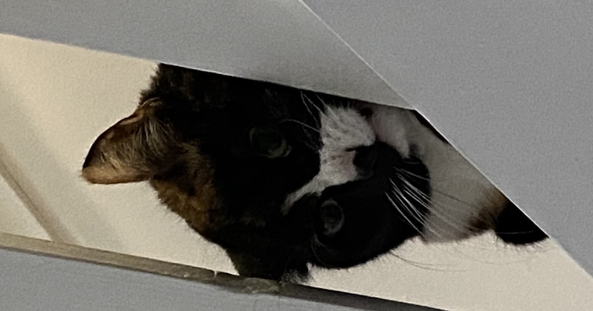 Heb jij Muffin of Spike gezien? Deze twee huisdieren worden in Zevenaar vermist