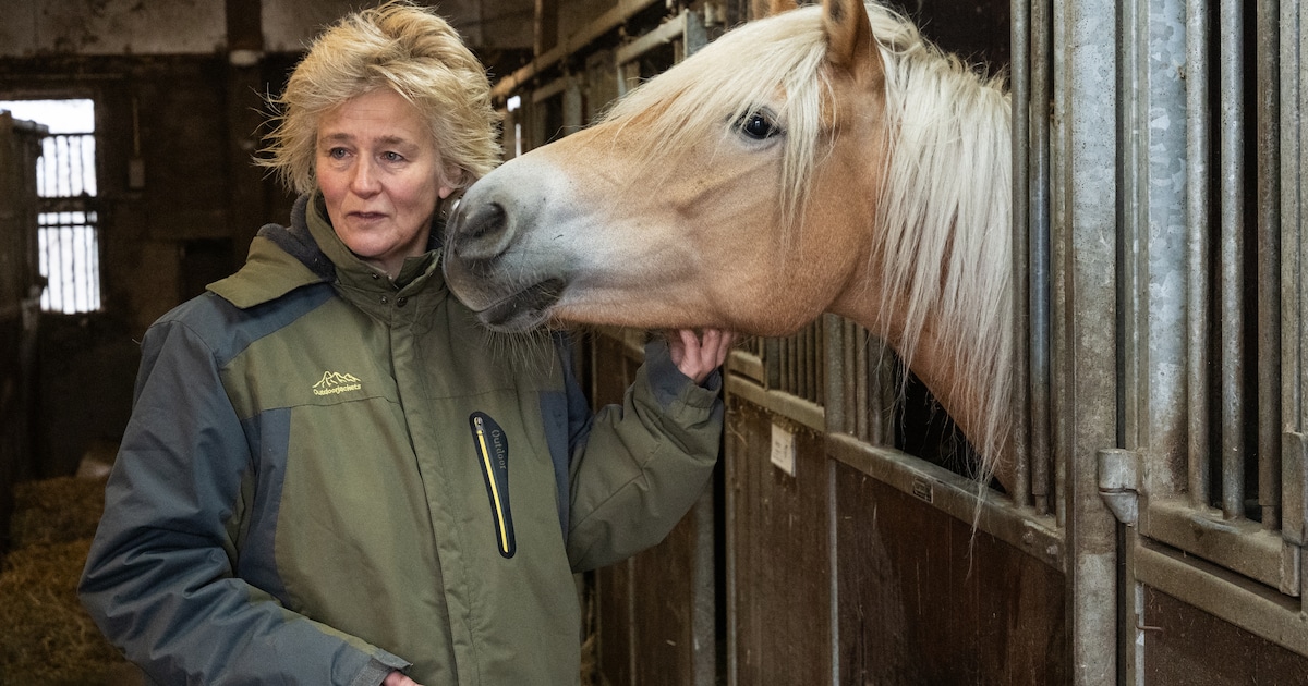 Kun je paarden melken?! Het bedrijf van Judith in Nijkerk roept vaak verbazing op