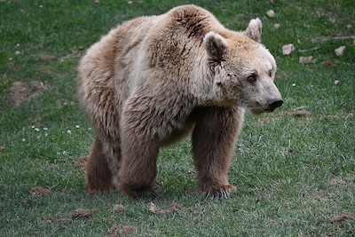 Italiaanse natuurorganisatie roept op tot kalmte na melding van Nederlandse over zeldzame beer