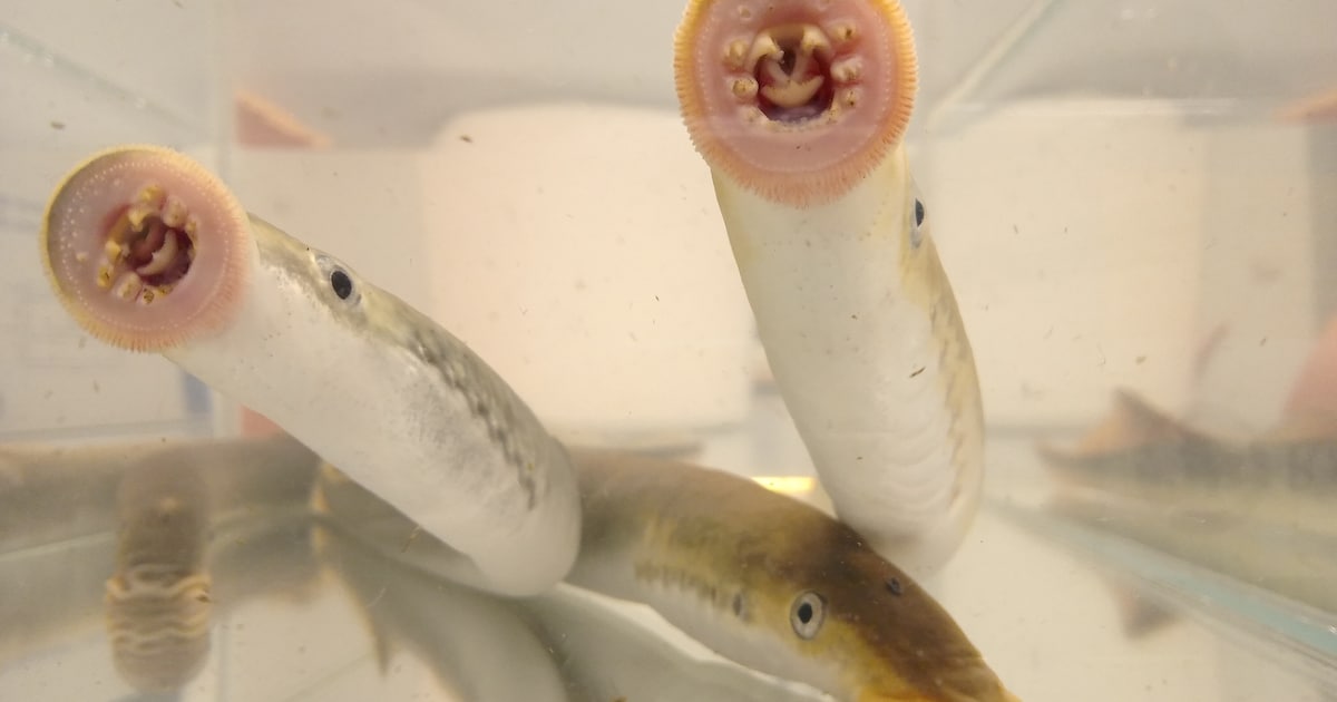 Zeldzame rivierprik plant zich weer met succes voort op Veluwe