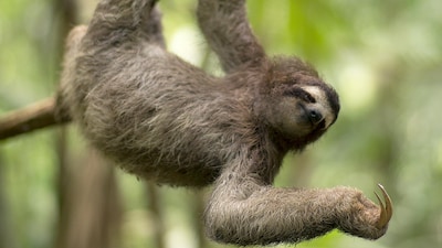 Nog voordat dierentuin in Florida opent, gaat het grondig mis: 31 luiaards overleden