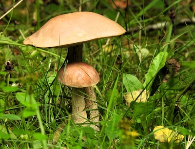 IVN houdt Natuurcafé over paddenstoelen in Zevenaar