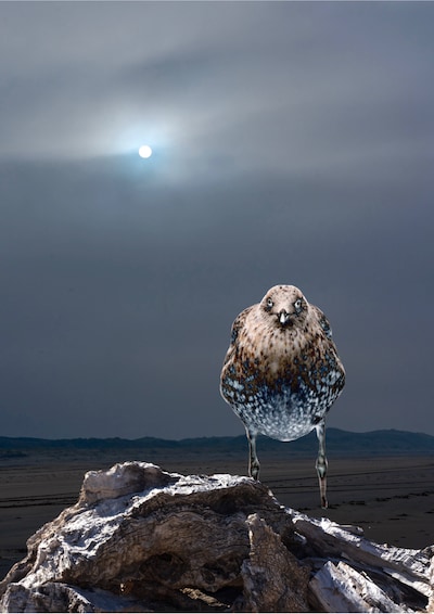Expositie 'Vogelperspectief' in Millingen aan de Rijn