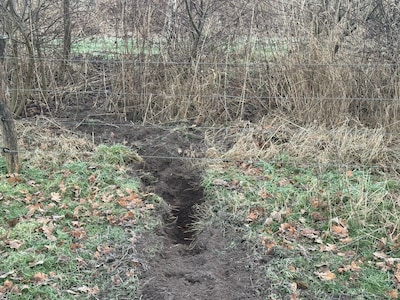 Zeven schapen gedood bij wolvenaanval in Lunteren, opvallend grote tunnel gegraven onder hek