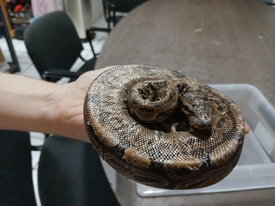 Zieke koningspython achtergelaten in bushokje IJsselstein