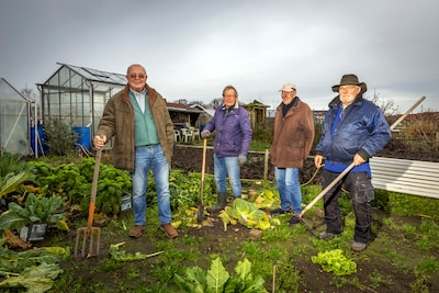 Volkstuinders Cees (85) en zijn vrienden in rep en roer door pijpleidingen onder de grond: ‘Nu moet alles opeens eraf’