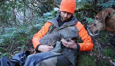 Boswachter en hond vinden zeldzame kiwi: vogeltje werd 50 jaar niet gezien op vasteland van Nieuw-Zee­land
